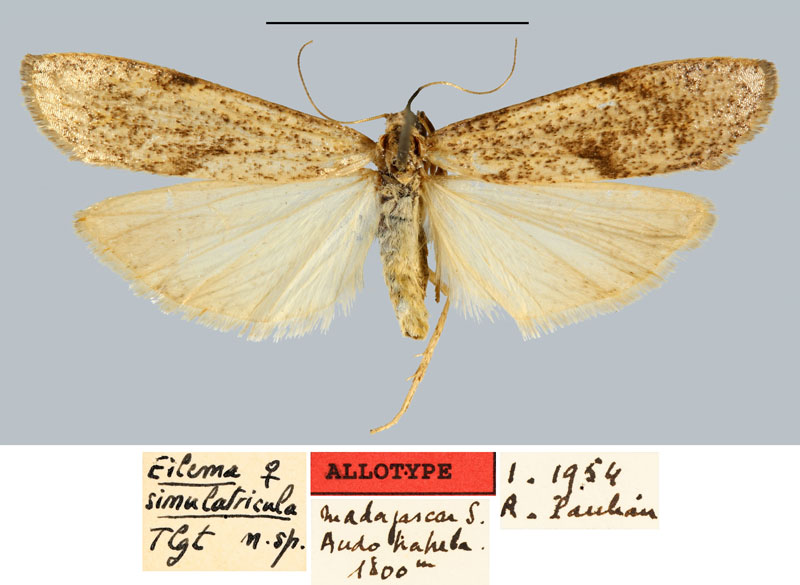 /filer/webapps/moths/media/images/S/simulatricula_Eilema_AT_MNHN.jpg