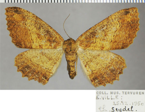 /filer/webapps/moths/media/images/S/simulatrix_Colocleora_AF_ZSM.jpg