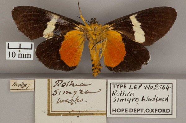 /filer/webapps/moths/media/images/S/simyra_Rothia_HT_OUMNH_02.jpg