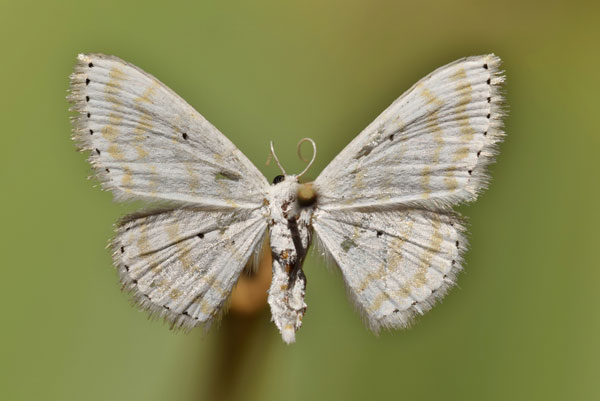 /filer/webapps/moths/media/images/S/sincera_Scopula_AF_Butler.jpg