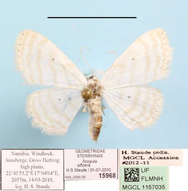 /filer/webapps/moths/media/images/S/sincera_Scopula_A_MGCLa_02.jpg