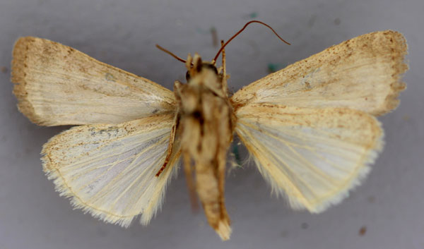 /filer/webapps/moths/media/images/S/singula_Athetis_A_RMCA_02.jpg
