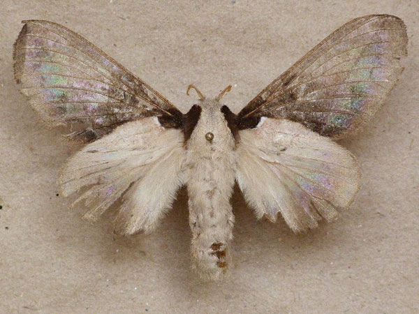/filer/webapps/moths/media/images/S/singulare_Stoermeriana_AF_Butler.jpg