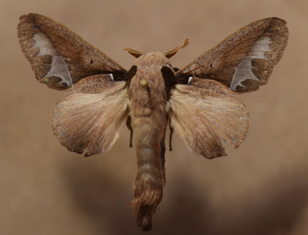 /filer/webapps/moths/media/images/S/singulare_Stoermeriana_AM_Butler.jpg