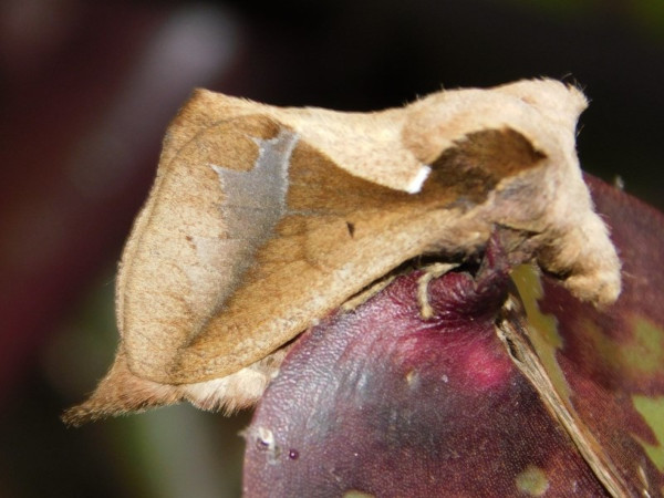/filer/webapps/moths/media/images/S/singulare_Stoermeriana_A_Grobler.jpeg
