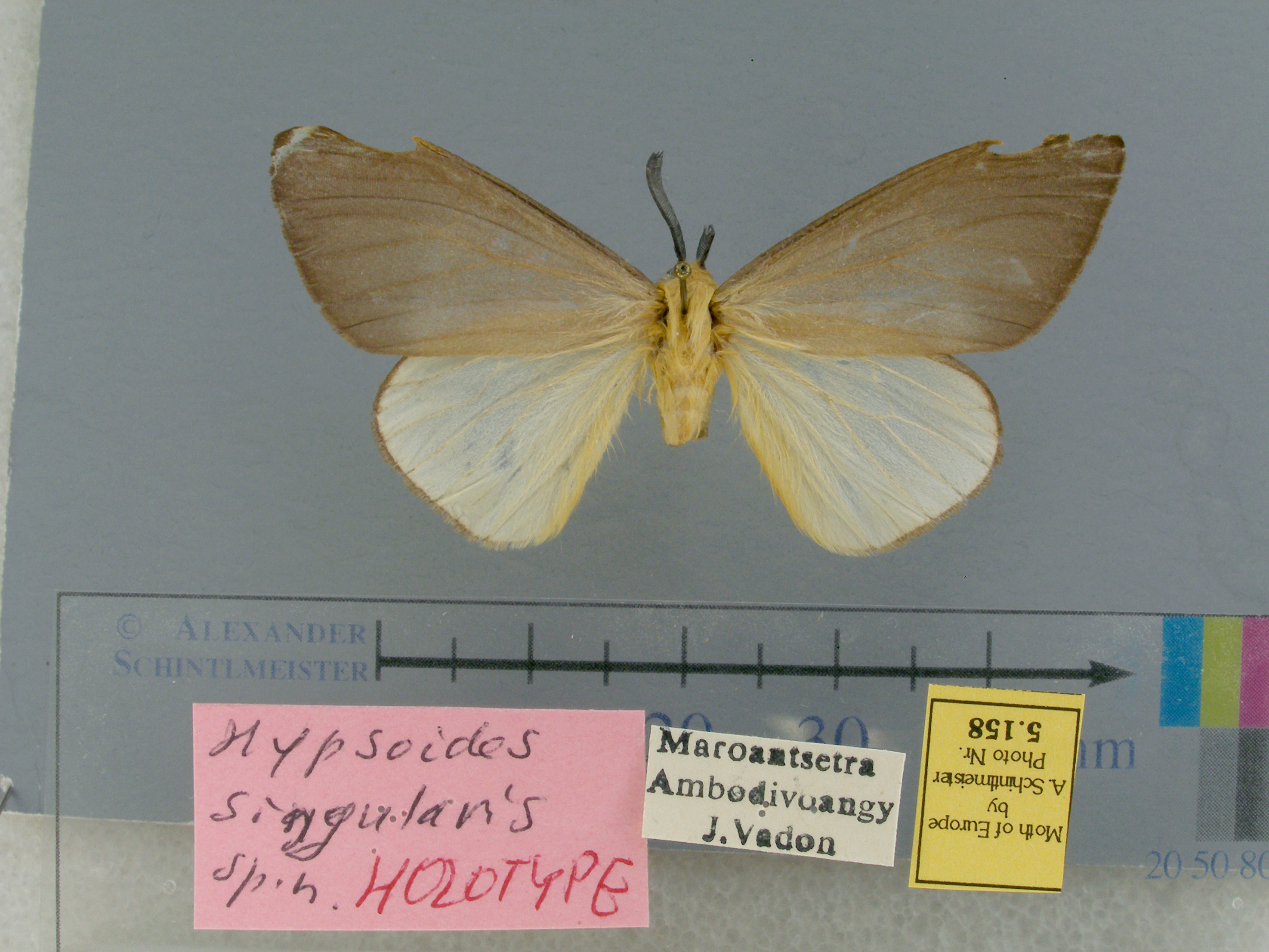 /filer/webapps/moths/media/images/S/singularis-Hypsoides-5158-HT-Madagascar.jpg