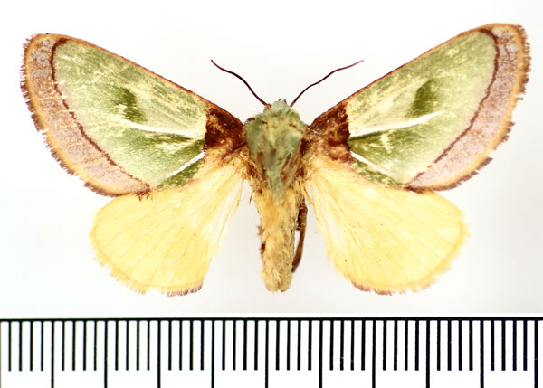 /filer/webapps/moths/media/images/S/singularis_Latoia_AF_BMNH.jpg