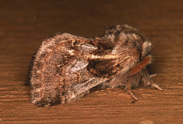 /filer/webapps/moths/media/images/S/singularis_Paraphlebs_A_Roland_02.jpg