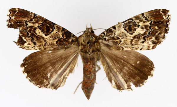 /filer/webapps/moths/media/images/S/sinifera_Tolna_AF_TMSA.jpg