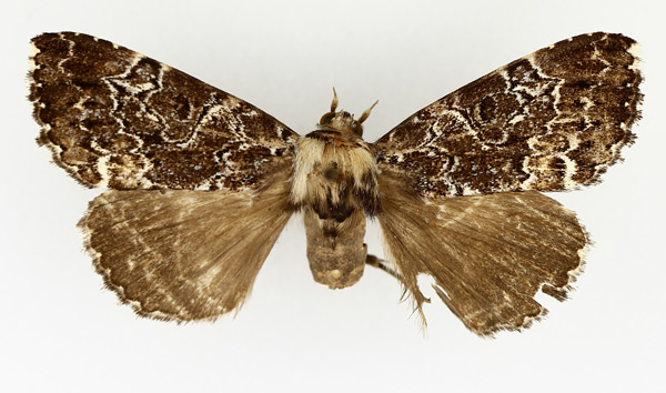 /filer/webapps/moths/media/images/S/sinifera_Tolna_AM_TMSA.jpg