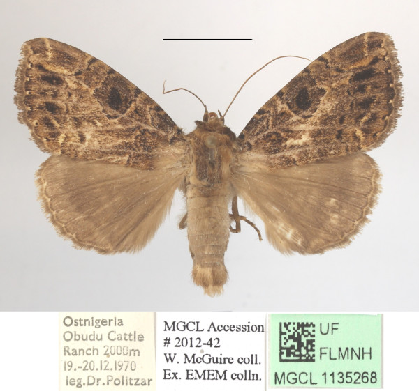 /filer/webapps/moths/media/images/S/sinifera_Tolna_A_MGCLa_01.JPG