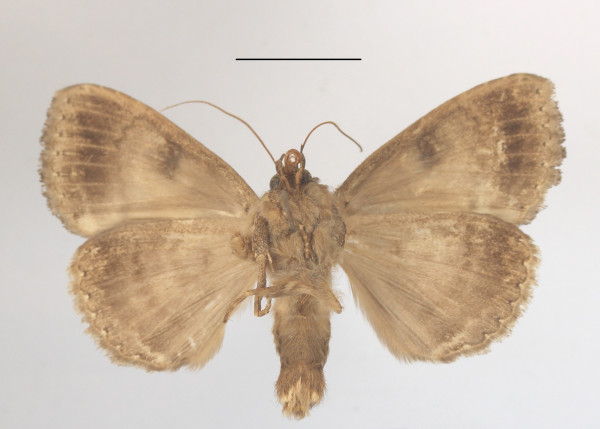 /filer/webapps/moths/media/images/S/sinifera_Tolna_A_MGCLb_01.JPG
