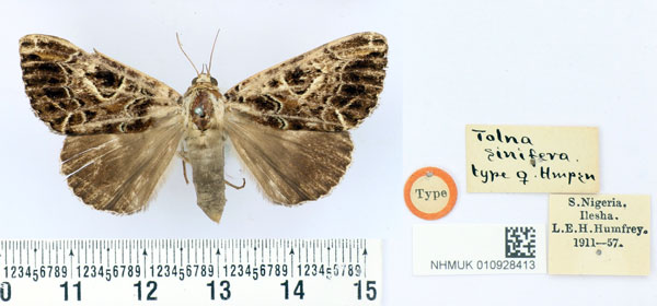 /filer/webapps/moths/media/images/S/sinifera_Tolna_HT_BMNH.jpg