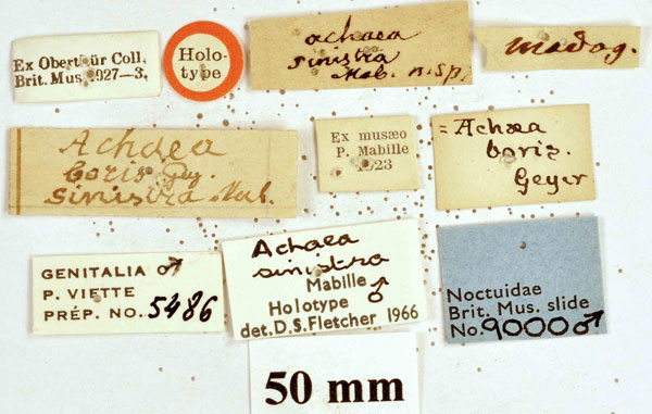 /filer/webapps/moths/media/images/S/sinistra_Achaea_HTLBL_BMNH.jpg