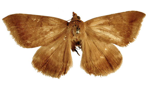 /filer/webapps/moths/media/images/S/sinistra_Achaea_HT_BMNH.jpg