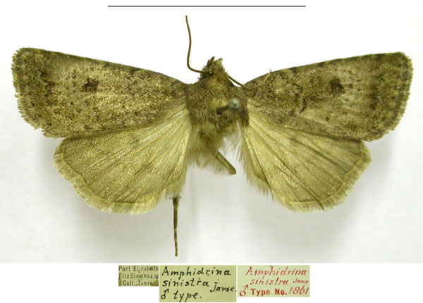 /filer/webapps/moths/media/images/S/sinistra_Amphidrina_HT_TMSA.jpg