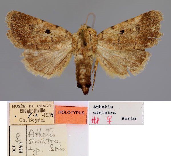 /filer/webapps/moths/media/images/S/sinistra_Athetis_HT_RMCA_03.jpg