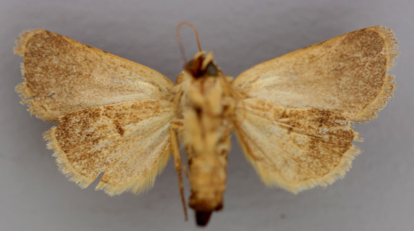 /filer/webapps/moths/media/images/S/sinistra_Athetis_HT_RMCA_04.jpg
