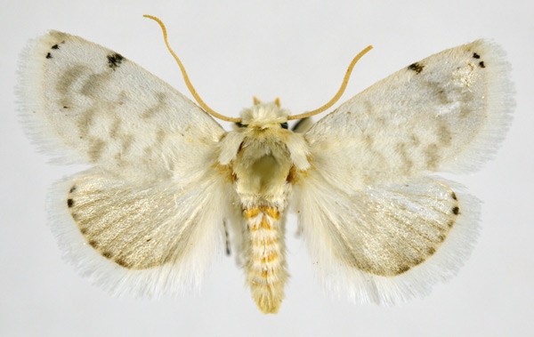 /filer/webapps/moths/media/images/S/sinistra_Niphadolepis_AF_NHMO.jpg