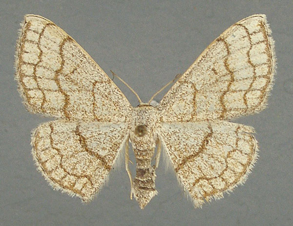 /filer/webapps/moths/media/images/S/sinnaria_Scopula_AF_TMSA.jpg