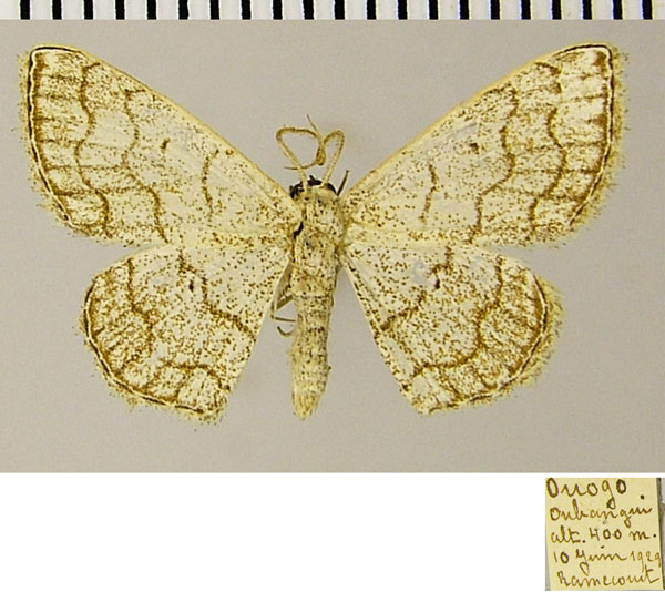 /filer/webapps/moths/media/images/S/sinnaria_Scopula_AF_ZSMa.jpg