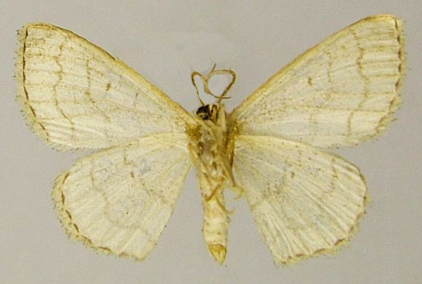 /filer/webapps/moths/media/images/S/sinnaria_Scopula_AF_ZSMb.jpg