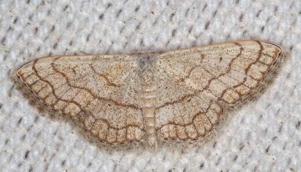 /filer/webapps/moths/media/images/S/sinnaria_Scopula_A_Heyns_01.jpg