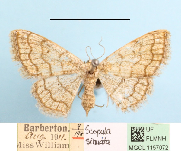 /filer/webapps/moths/media/images/S/sinnaria_Scopula_A_MGCLa_01.jpg