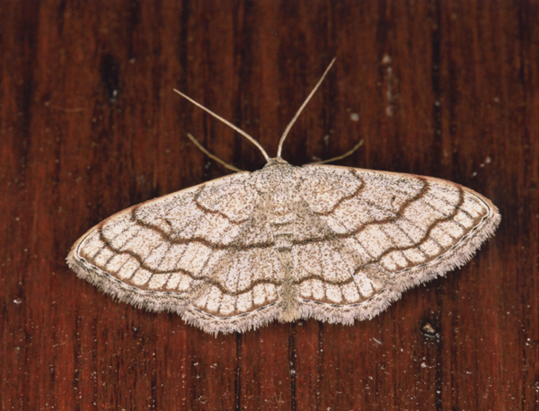 /filer/webapps/moths/media/images/S/sinnaria_Scopula_A_Roland_04.jpg