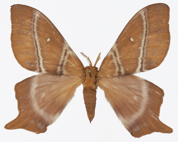/filer/webapps/moths/media/images/S/sinope_Urota_AM_Basquina.jpg