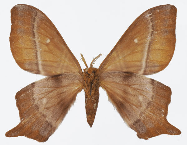 /filer/webapps/moths/media/images/S/sinope_Urota_AM_Basquinb.jpg
