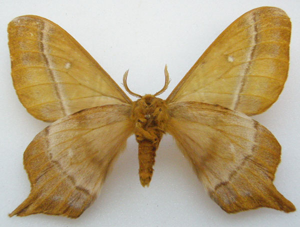 /filer/webapps/moths/media/images/S/sinope_Urota_AM_NHMUKb.jpg