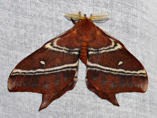 /filer/webapps/moths/media/images/S/sinope_Urota_A_Braun_8.jpg