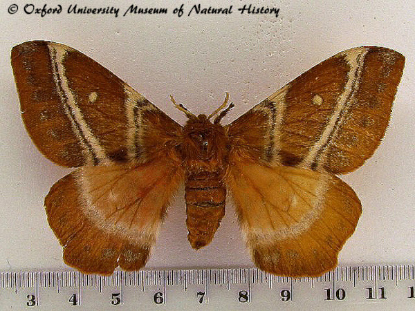 /filer/webapps/moths/media/images/S/sinope_Urota_A_OUMNH.jpg