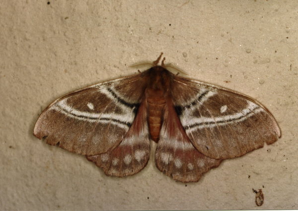 /filer/webapps/moths/media/images/S/sinope_Urota_A_Roland_01.jpg