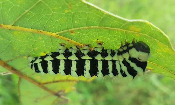 /filer/webapps/moths/media/images/S/sinope_Urota_C_Sunnay.jpg