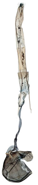 /filer/webapps/moths/media/images/S/sinualis_Ptychopseustis_GFPT_BMNH.jpg