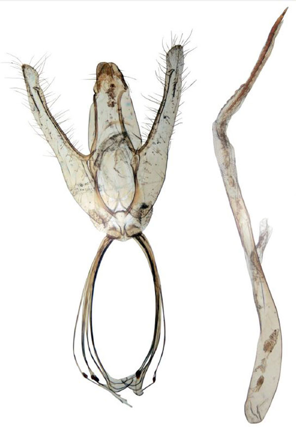 /filer/webapps/moths/media/images/S/sinualis_Ptychopseustis_GMPT_BMNH.jpg