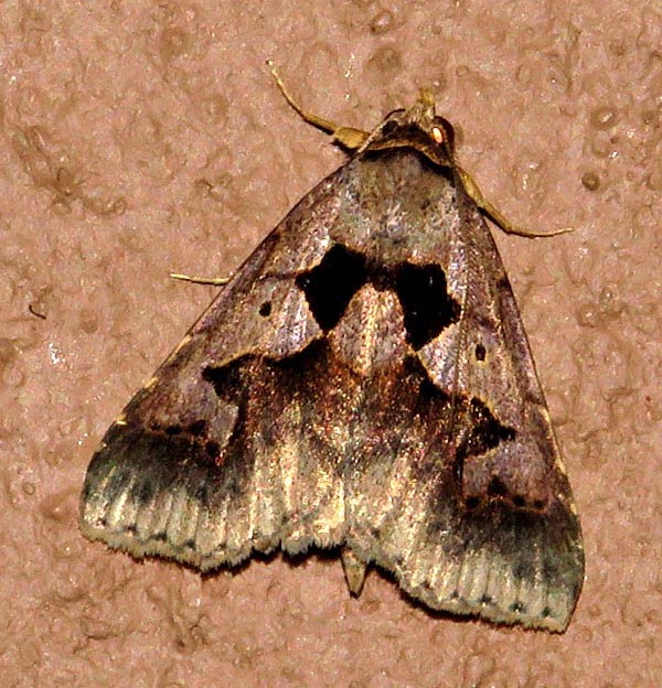 /filer/webapps/moths/media/images/S/sinuata_Anoba_A_Braun_03.jpg