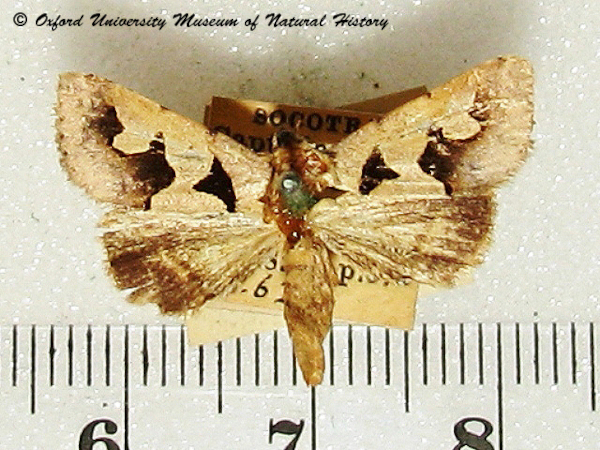 /filer/webapps/moths/media/images/S/sinuata_Anoba_A_OUMNH.jpg