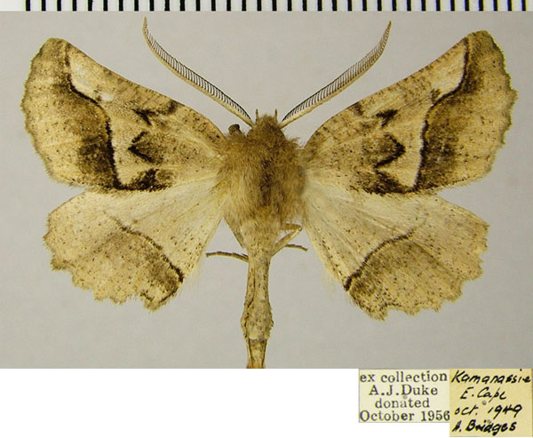 /filer/webapps/moths/media/images/S/sinuata_Drepanogynis_AM_ZSMa.jpg