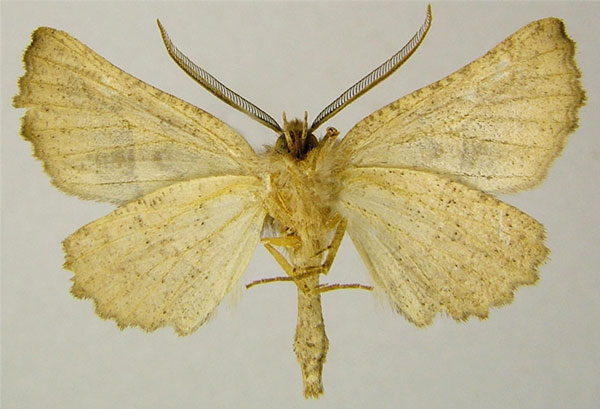 /filer/webapps/moths/media/images/S/sinuata_Drepanogynis_AM_ZSMb.jpg