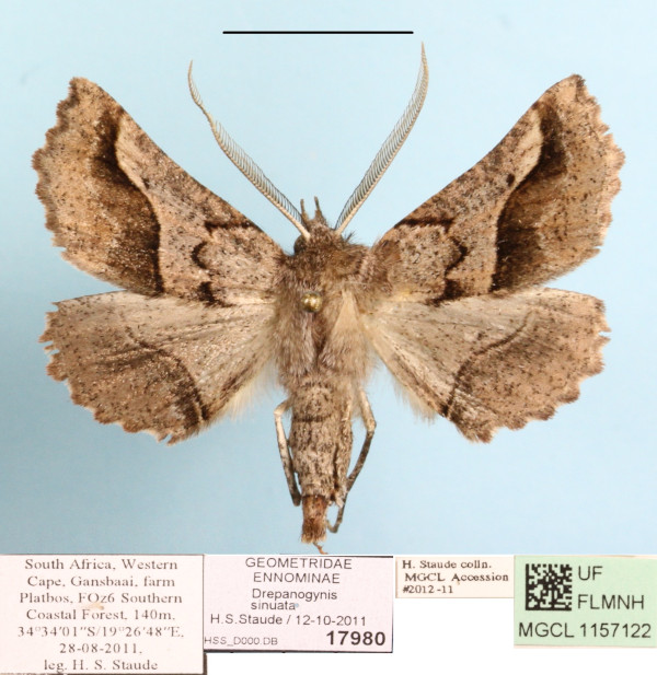 /filer/webapps/moths/media/images/S/sinuata_Drepanogynis_A_MGCL_01.JPG