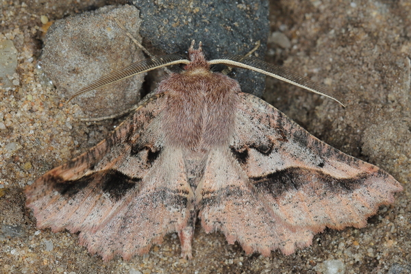 /filer/webapps/moths/media/images/S/sinuata_Drepanogynis_M_Heyns_01.JPG