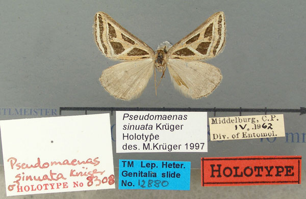 /filer/webapps/moths/media/images/S/sinuata_Pseudomaenas_HT_TMSA.jpg