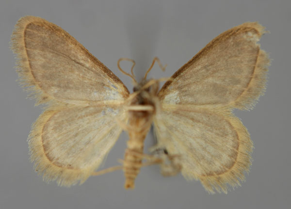 /filer/webapps/moths/media/images/S/sinuilinea_Idaea_A_ZSM_02.jpg