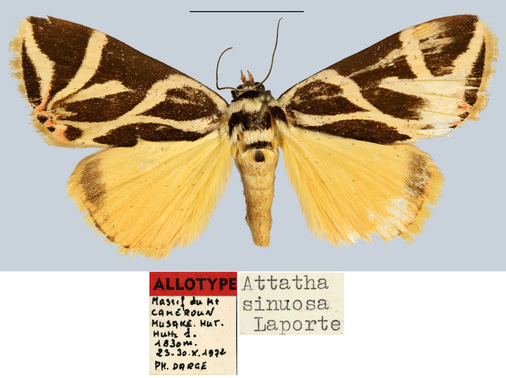 /filer/webapps/moths/media/images/S/sinuosa_Attatha_AT_MNHN.jpg