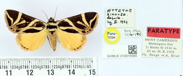 /filer/webapps/moths/media/images/S/sinuosa_Attatha_PTF_BMNH.jpg