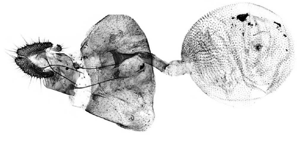 /filer/webapps/moths/media/images/S/sinuosa_Spilonota_GFLT_SAMC_258.jpg