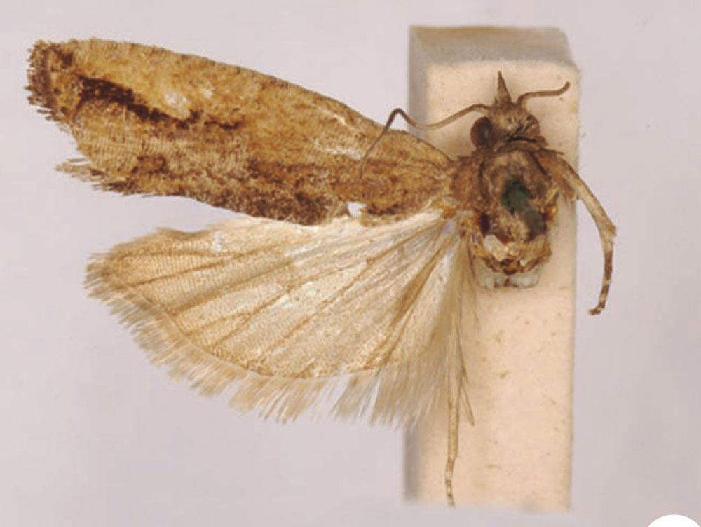 /filer/webapps/moths/media/images/S/sinuosa_Spilonota_LT_SAMC.jpg